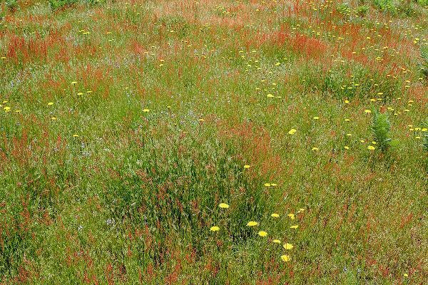 Jones, Adam 아티스트의 Mixture of flowers and grasses-Dolason Prairie-Redwood National Park-California작품입니다.